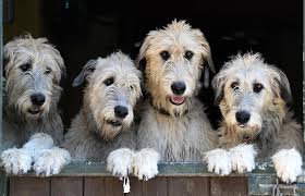 Irish Wolfhound Next To German Shepherd Irish Wolfhound Next To Great Dane  Irish Wolfhound Next To