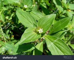 Image result for Spermacoce latituba