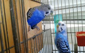 As a result, a parakeet cage should be placed in the living or dining room. Cage Hygiene In Birds Vca Animal Hospital