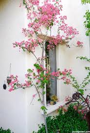 We did not find results for: Bougainvillea Care Growing Tips For This Flowering Machine