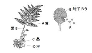 中1理科 イヌワラビの観察のポイントと練習問題 やすひこ先生の中学生授業log