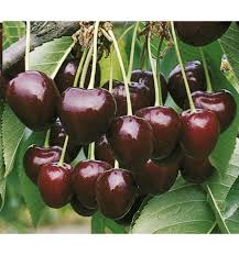 Scegli tra centinaia di varieta di cherries e di alberi da frutta di nostra produzione. Cerisier Bigarreau Hatif Burlat Plante En Ligne