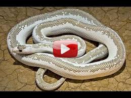 En Tehlikeli Yilanlar Turkce Dublaj Belgesel Turkce Dublaj Belgesel Video Seyretmenin Tadini Belgesel Devyilanlarturkcedublajizle Yilanlar Surungenler Ve Hayvanlar