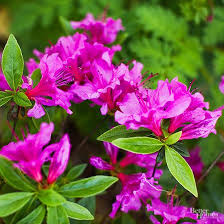 14 Beautiful Shrubs That Will Thrive In Shady Yards Shade Shrubs Colorful Shrubs Shade Plants