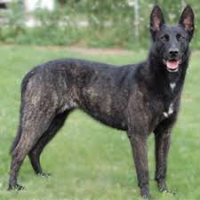 This breed excels at dog sports such as agility, obedience, and herding, and is an enthusiastic, devoted worker and companion. Dutch Shepherd Puppies For Sale From Reputable Dog Breeders