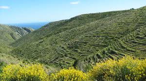 File Lavender Fields Jpg Wikimedia Commons
