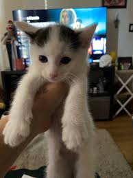 I've posted about these cats before, and I'm reaching out again. There is a  colony of cats living at the Wendy's