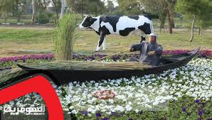 Pin By قناة السومرية Alsumaria Tv On بالصور الزهور تبتسم في أحضان بغداد Animals Cow