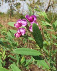 Image result for Securidaca longepedunculata