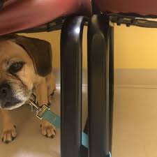 Compassionate care veterinary hospital of manlius, p.c. Compassionate Care Veterinary Clinic 25 Reviews Veterinarians 1509 Mendon Rd Cumberland Ri Phone Number