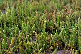 Image result for Sarcocornia perennis