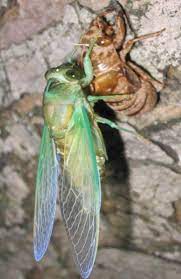 Wildlife never ceases to amaze with its variety of sounds. What Do Cicadas Symbolize Cicada Mania