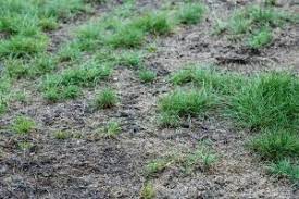 Lawn Pests Could Ruin Your Lawn Trusted Lawn Care