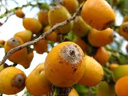 Image result for Syagrus