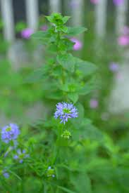ギリアの育て方 lovegreen ラブグリーン ユニークな花 植物 図鑑 花の名前