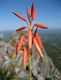 Image result for Aloe inyangensis