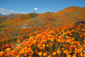 We have to get traffic moving. California Superbloom 2019 Walker Canyon By Lake Elsinore Contemporarynomad Com