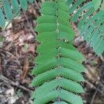 Image result for Cnestis