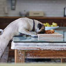 86 Food Names For Dogs