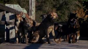 The pack is a 1977 horror film about a pack of abandoned dogs who turn against humans by killing them for food at seal island, nova scotia. The Horn Section Film Review The Pack 1977