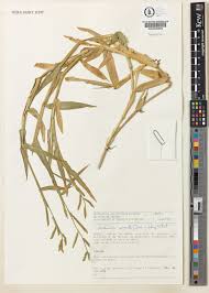 Image result for Urochloa arrecta