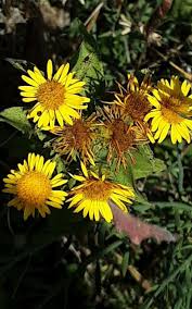 Image result for Pentarrhinum