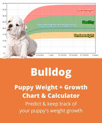 A puppy weight table is a general guide to where your puppy's weight should be during the first few weeks and months of their life. Bulldog Weight Growth Chart 2021 How Heavy Will My Bulldog Weigh The Goody Pet