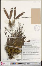 Image result for Bulbophyllum sandersonii