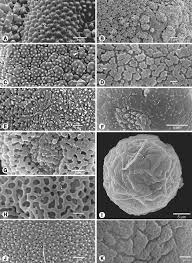 Image result for Courtoisina assimilis