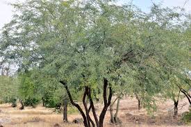Image result for Prosopis glandulosa