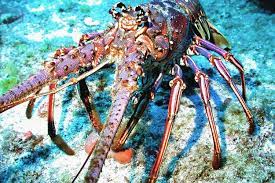 Schooners beach club, 5121 gulf drive, panama city beach. Caribbean Spiny Lobster Noaa Fisheries