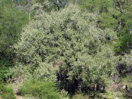 Image result for Guazuma