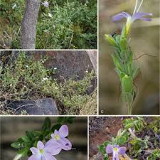 Image result for Stemodiopsis glandulosa