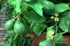 Image result for Citrus × aurantiifolia