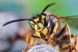 Follow the advice that was just given, and you should have lots of success with keeping wasps and bees away from your swimming. Why You Shouldn T Run Away From Wasps And Bees Preventive Pest