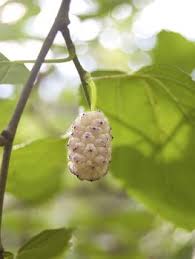 We did not find results for: Shop White Mulberry Trees For Sale Willis Orchards White Mulberry Tree Mulberry Tree White Mulberry