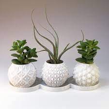 That empty pot you have in your small home or office can house your indoor zucchini plant just fine. Small Gift Box Succulent Planters Small Indoor Plant Pot Housewarming Gift Fioriere Succulente Vasi Da Fiori Vasi Da Appendere