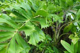 Image result for Aiphanes horrida