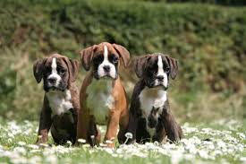 Your boxer will need to have vaccinations when he is a puppy and then continue to get boosters to protect him throughout take your boxer to see a veterinarian right away if you suspect that something is wrong. Training Boxer Puppies The Dog Training Secret