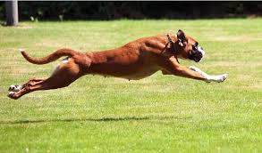 Sein anliegendes fell ist kurz, glatt und hart. Deutscher Boxer Charakter Wesen Bilder