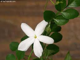 Image result for Jasminum grandiflorum