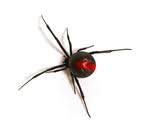 Our local experts provide safe and effective pest control services in the launceston region. M M Pest Management Launceston Tasmania 0457 133 953