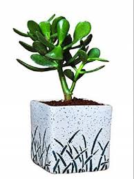 The money plant or jade plant is one of the most famous and popular of the many succulent crassula that are used as indoor plants. Green Ceramic Feng Shui Good Luck Crassula Ovata Jade Plant For Office Rs 350 Piece Id 22764352012