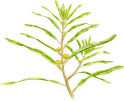 Image result for Stolzia williamsonii