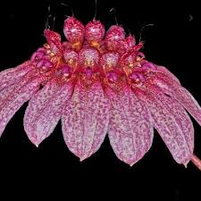 Image result for Bulbophyllum burttii