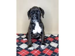 Boxer Dog Male Brindle White 2934443 Petland Florence