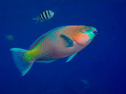 Red, yellow, or gray fish are colors you'll see as well. Parrot Fish