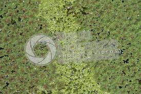 Image result for Azolla pinnata