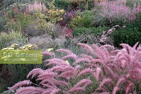 Click to likeand subscribe to our channel. Pennisetum Orientale Stock Photo By Martin Hughes Jones Image 0284497