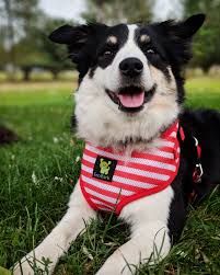 Ecobark Stripe Dog Harness And Leash Combo